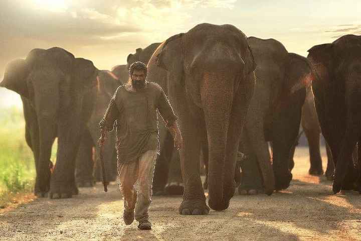 'Haathi Mere Saathi' Has The Potential To Bring Audience To ...