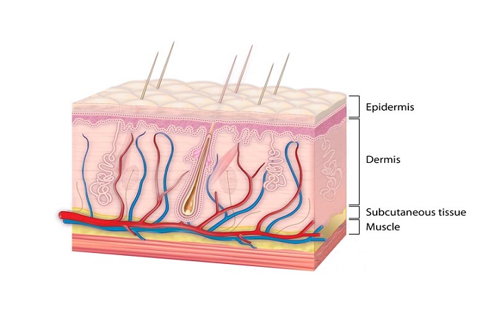 THE SKIN: BASIC KNOWLEDGE OF HUMAN SKIN