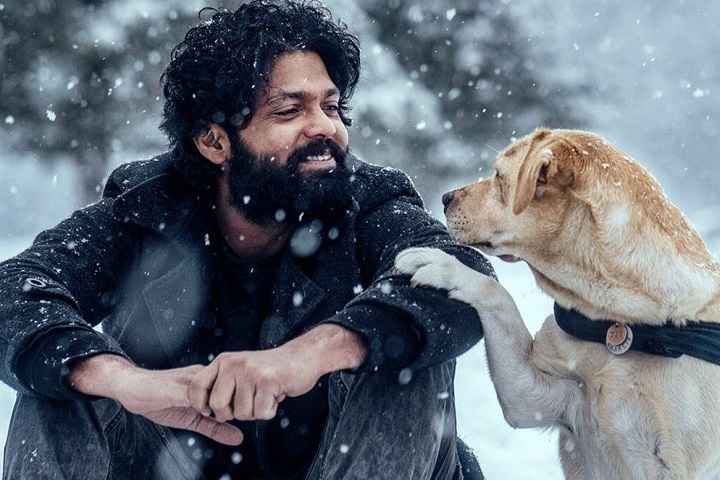 777 Charlie Box Office Collection | All Language | Day Wise ...