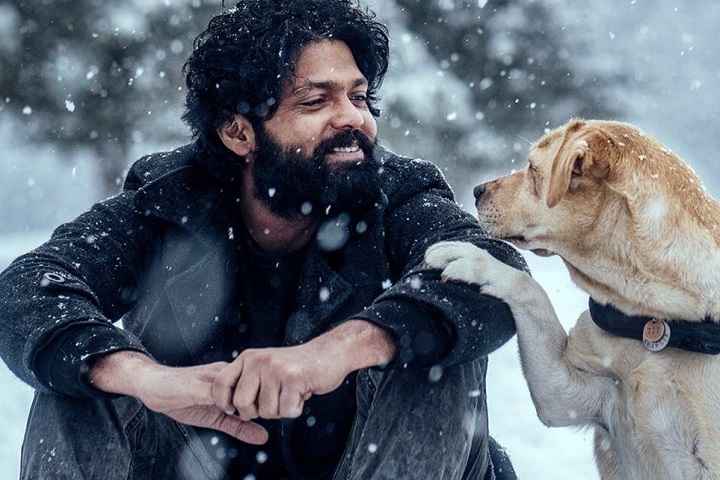 Rakshit Shetty's '777 Charlie' Scores A Blockbuster Opening ...